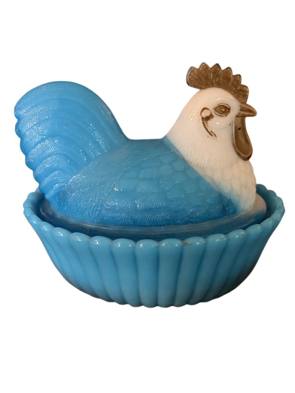 Rare blue and white nesting chicken